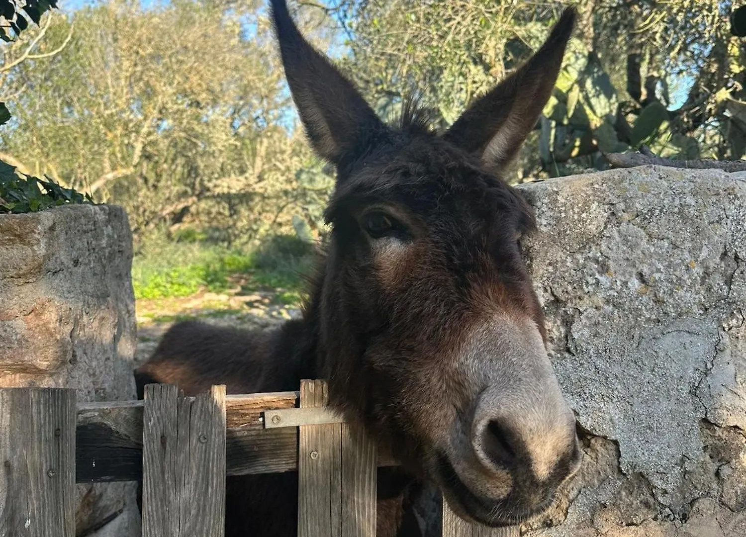 Agroturismo Finca Son Pieras Llucmajor  Spanien